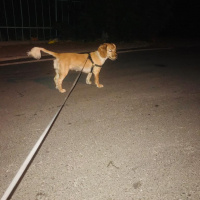 Amerikan Cocker Spaniel, Köpek  Leidi fotoğrafı