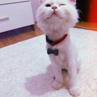 Chinchilla, Kedi  Pamuk Prenses fotoğrafı