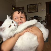 Chinchilla, Kedi  Pamuk Prenses fotoğrafı