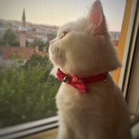 Chinchilla, Kedi  Pamuk Prenses fotoğrafı