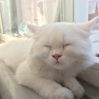 Chinchilla, Kedi  Pamuk Prenses fotoğrafı