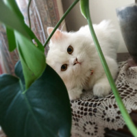 Chinchilla, Kedi  Pamuk Prenses fotoğrafı