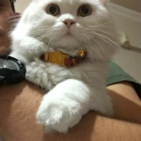 Chinchilla, Kedi  Pamuk Prenses fotoğrafı