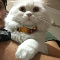 Chinchilla, Kedi  Pamuk Prenses fotoğrafı