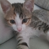 Tekir Kedi, Kedi  Fındık fotoğrafı