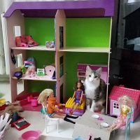 Tekir Kedi, Kedi  Fındık fotoğrafı