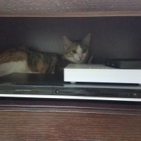 Tekir Kedi, Kedi  Fındık fotoğrafı