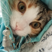 Tekir Kedi, Kedi  Fındık fotoğrafı
