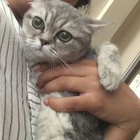 British Shorthair, Kedi  CEKU fotoğrafı