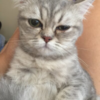 British Shorthair, Kedi  CEKU fotoğrafı