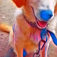 Golden Retriever, Köpek  Köpük fotoğrafı