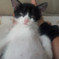 İran Kedisi (Persian), Kedi  Melodi fotoğrafı