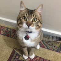 Tekir Kedi, Kedi  Yavruş fotoğrafı