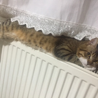 Tekir Kedi, Kedi  Yavruş fotoğrafı
