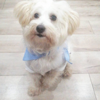 Maltese, Köpek  Leo fotoğrafı