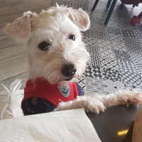 Maltese, Köpek  Leo fotoğrafı