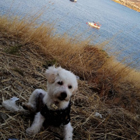 Maltese, Köpek  Leo fotoğrafı