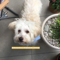 Maltese, Köpek  Leo fotoğrafı