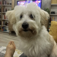Maltese, Köpek  Leo fotoğrafı