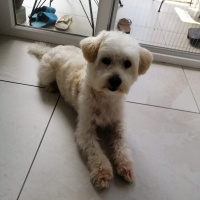 Maltese, Köpek  Leo fotoğrafı