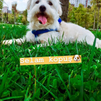 Maltese, Köpek  Leo fotoğrafı