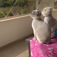 Scottish Fold, Kedi  Şans fotoğrafı