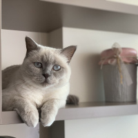 Scottish Fold, Kedi  Şans fotoğrafı