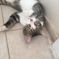 Tekir Kedi, Kedi  Dali fotoğrafı