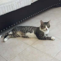 Tekir Kedi, Kedi  Dali fotoğrafı