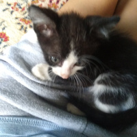 Tekir Kedi, Kedi  Annesi öldürülmüş bebisler fotoğrafı