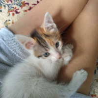 Tekir Kedi, Kedi  Annesi öldürülmüş bebisler fotoğrafı