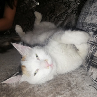 Tekir Kedi, Kedi  Mia fotoğrafı