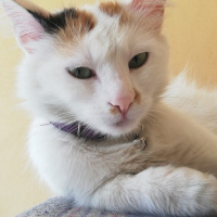Tekir Kedi, Kedi  Mia fotoğrafı