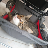 Tekir Kedi, Kedi  Miskin fotoğrafı