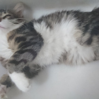 Tekir Kedi, Kedi  Miskin fotoğrafı