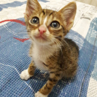 Tekir Kedi, Kedi  Fero fotoğrafı