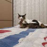 Tekir Kedi, Kedi  Fero fotoğrafı