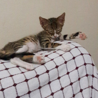 Tekir Kedi, Kedi  Fero fotoğrafı