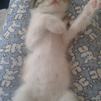 Tekir Kedi, Kedi  hayata ömürlük aile fotoğrafı