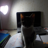 Tekir Kedi, Kedi  hayata ömürlük aile fotoğrafı