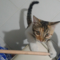 Tekir Kedi, Kedi  hayata ömürlük aile fotoğrafı