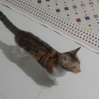 Tekir Kedi, Kedi  hayata ömürlük aile fotoğrafı