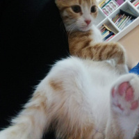 Sarman, Kedi  Boncuk fotoğrafı