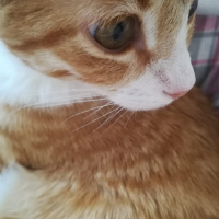 Sarman, Kedi  Boncuk fotoğrafı
