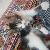 Tekir Kedi, Kedi  Kızıma acil yuva fotoğrafı