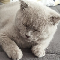 Scottish Fold, Kedi  Tokyo fotoğrafı