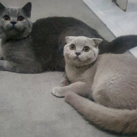 Scottish Fold, Kedi  Tokyo fotoğrafı