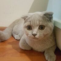 Scottish Fold, Kedi  Tokyo fotoğrafı