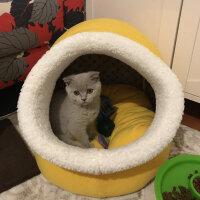 Scottish Fold, Kedi  Tokyo fotoğrafı