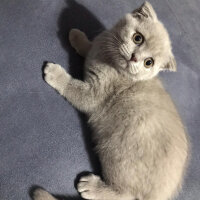 Scottish Fold, Kedi  Tokyo fotoğrafı